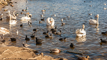 Wild birds on the lake