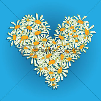 Heart flowers camomile