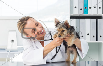 Veterinarian checking dog with stethoscope