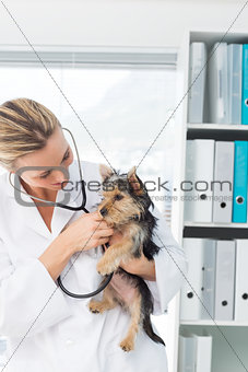 Veterinarian examining puppy
