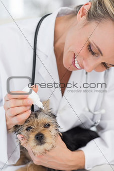Puppy receiving ear treatment from veterinarian
