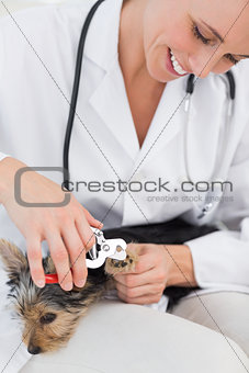 Dog getting claws trimmed by vet