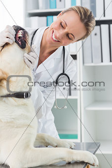 Vet examining teeth of dog