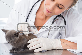 Female vet injecting a kitten
