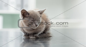 Kitten in veterinary office