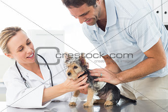 Vet examining puppy with man