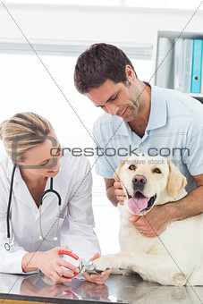 Dog getting claws trimmed by vet