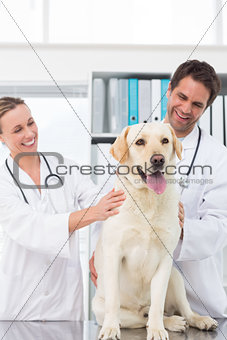 Veterinarians checking dog