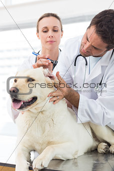 Vets examining ear of dog