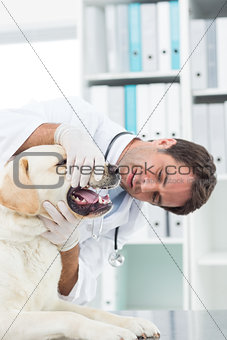 Male vet examining teeth of dog