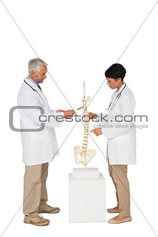 Side view of two doctors pointing at skeleton model