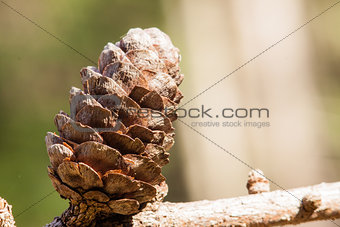 Cone on branch