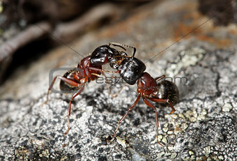 Carpenter ants (Camponotus herculeanus)