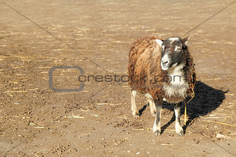 farmyard sheep