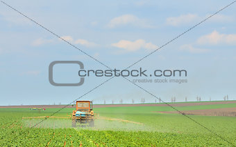Tractor fertilizes crops in the field