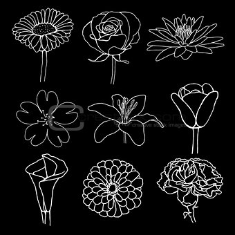 flower illustration sketch design