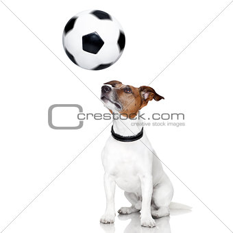 soccer dog 