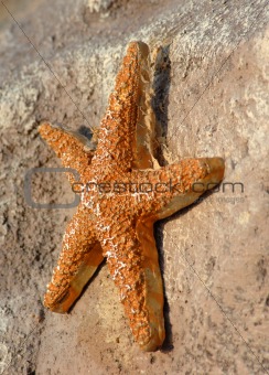 Concrete Star Fish
