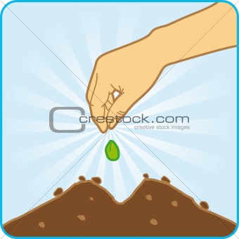Sowing seed