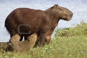 Capibara and her young