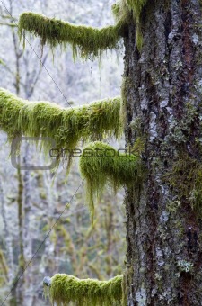Moss Covered Tree
