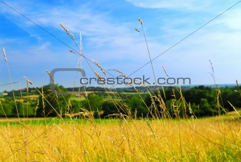 Country meadow landscape