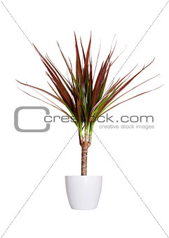 Houseplant - dracaena marginata a potted plant isolated over whi