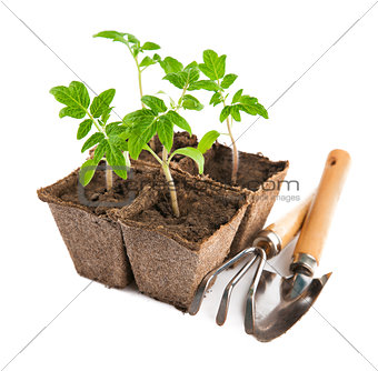 Seedlings tomato with garden tools