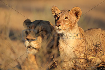 African lioness and cub