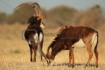 Sable antelopes