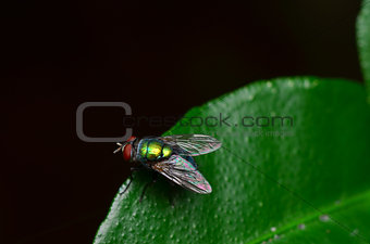 opalescant fly