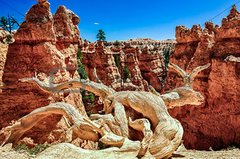 Dry tree trunk and eroded rocks in Bryce Canyon