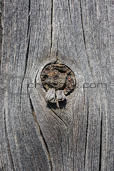 cracked aged wooden board with knot