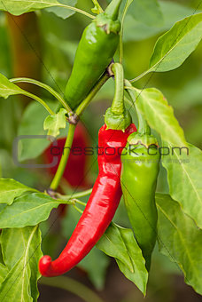 bush hot chili peppers