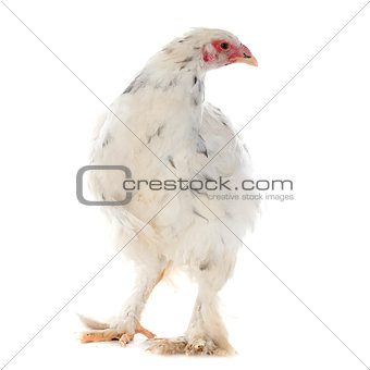brahma chicken