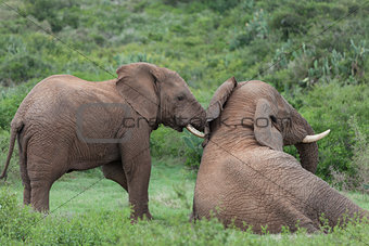 A pair of African elephants