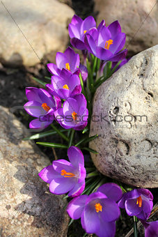 Crocus (Crocus Vernus) flowers growing between the stones
