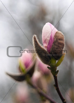Magnolia bud