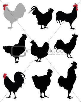 roosters and hens