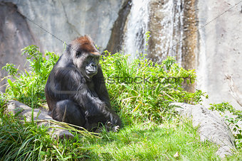Relaxed Western Lowland Gorilla