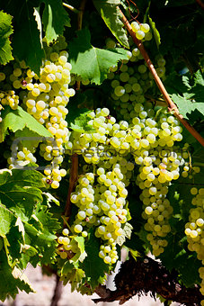 white grape in Jarnac, Poitou-Charentes, France