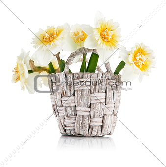 Yellow spring flowers in wicker basket