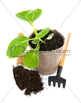 Seedlings cabbage in pot with garden tools