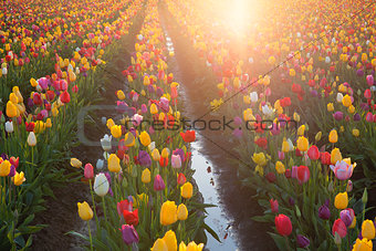 Multi Colors Tulips Glowing in the Sun