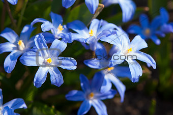 Scilla (Squill) flowers
