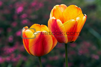 blooms of tulip