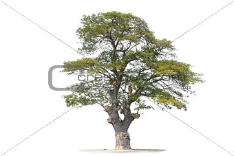 Beautifull tree