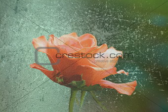 abstract distressed view of red rose
