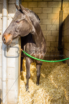 horse in its stall