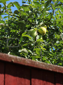 Green apples behind garden fence